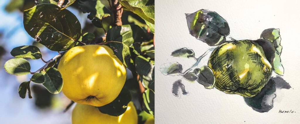 水彩で描いたマルメロの実