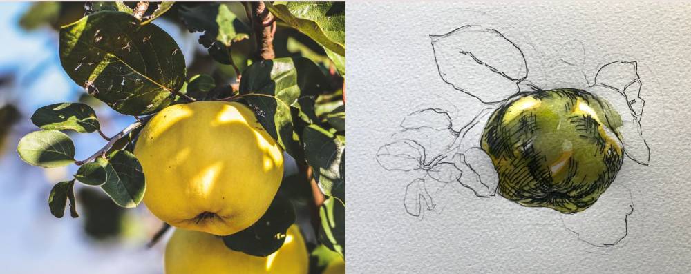 水彩で描いたマルメロの実