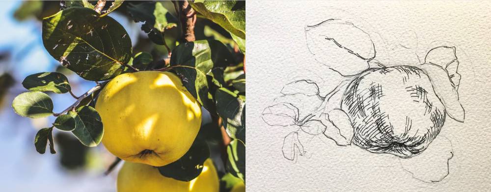 水彩で描いたマルメロの実