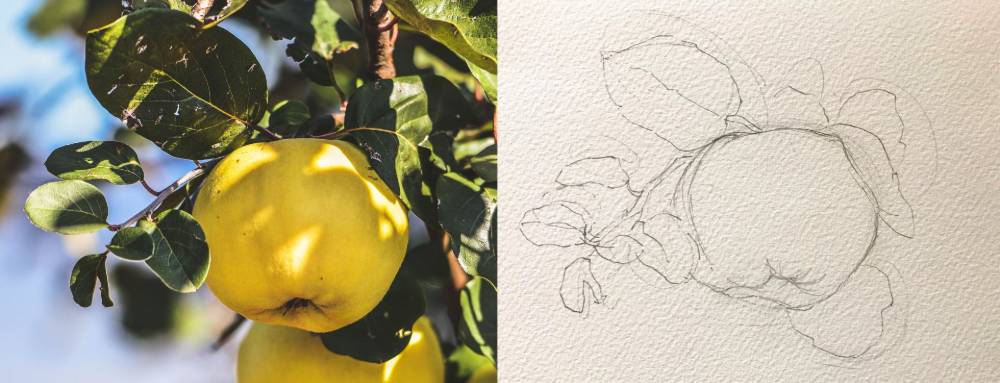 水彩で描いたマルメロの実