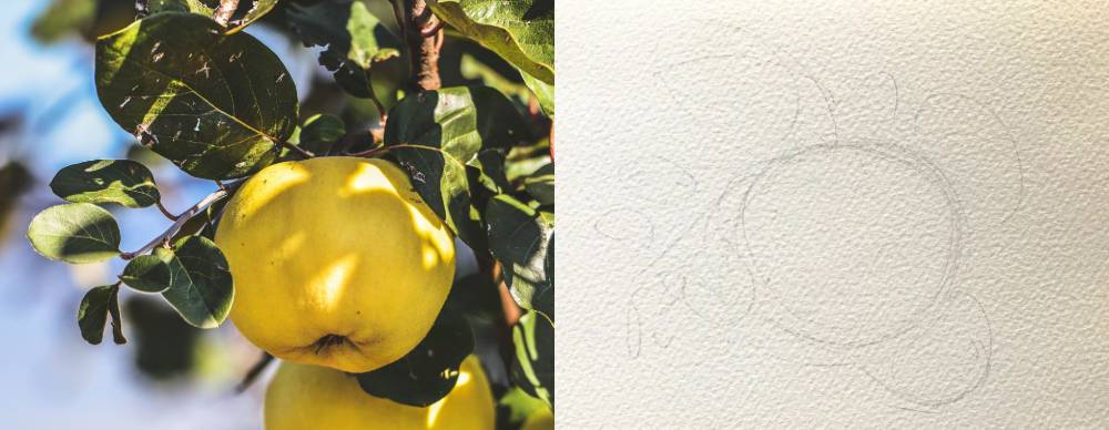 水彩で描いたマルメロの実