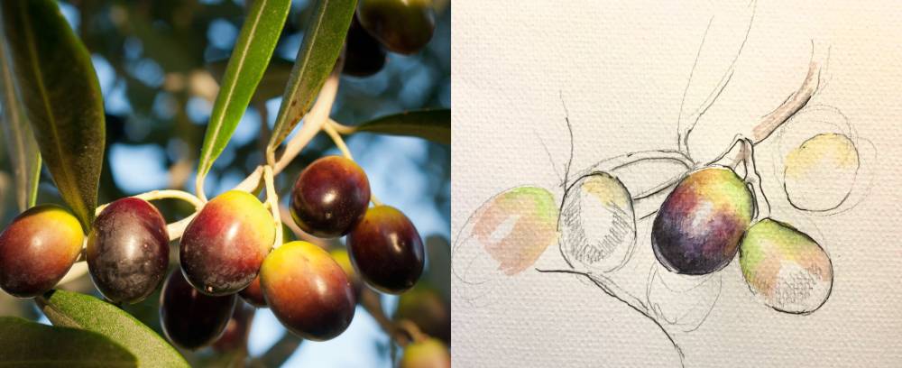 鉛筆と水彩で描いたオリーヴ