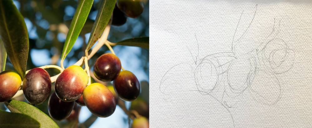 鉛筆と水彩で描いたオリーヴ