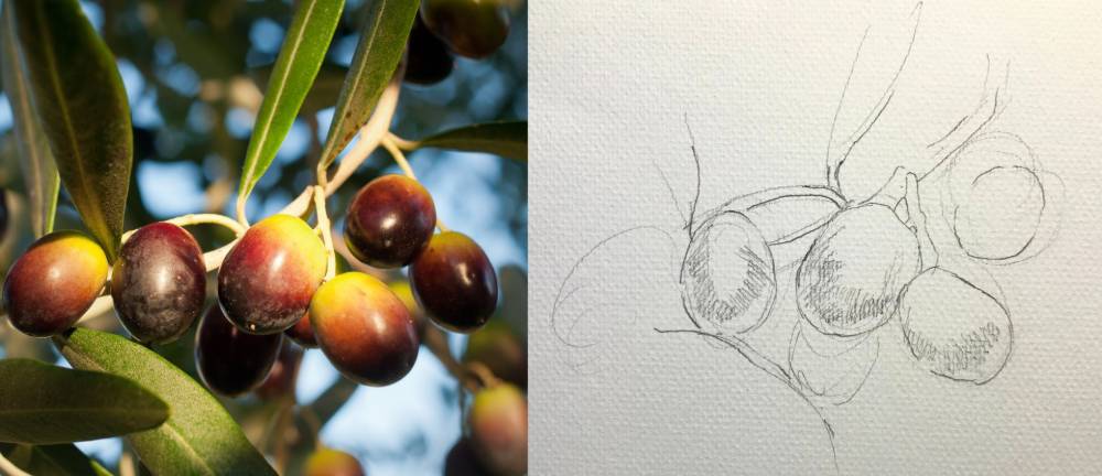 鉛筆と水彩で描いたオリーヴ