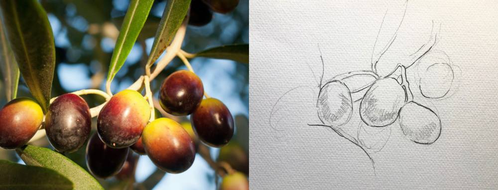 鉛筆と水彩で描いたオリーヴ