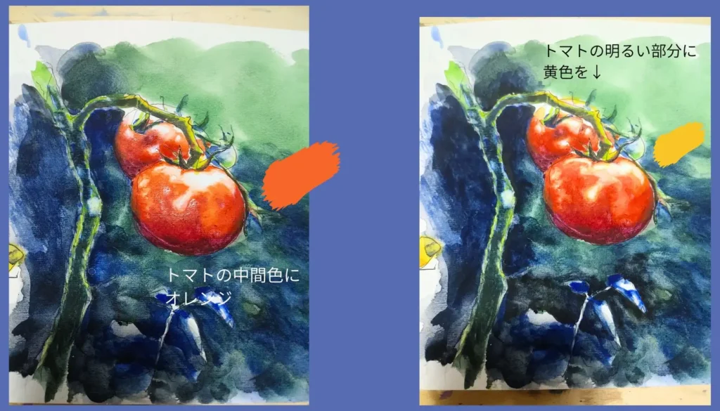 トマトの水彩画