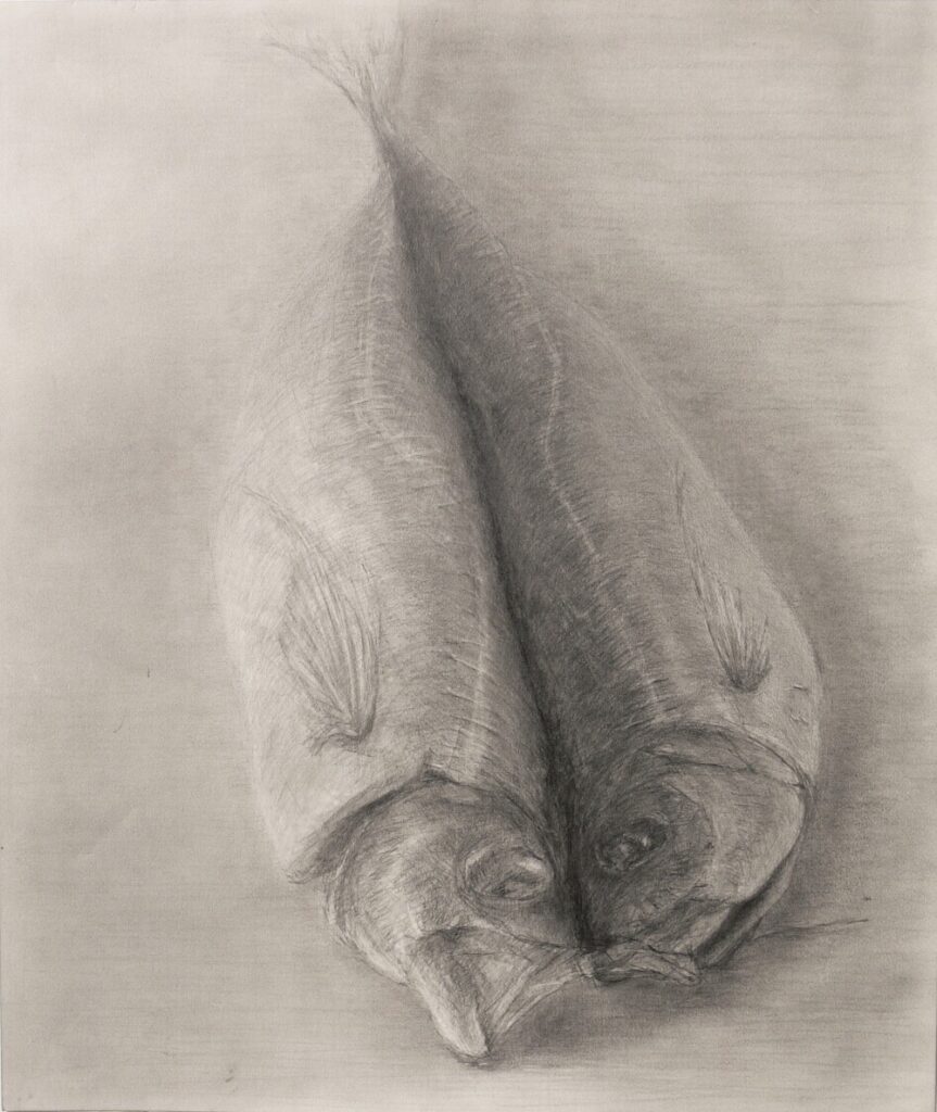 Hisagemmaの描いた魚のデッサン