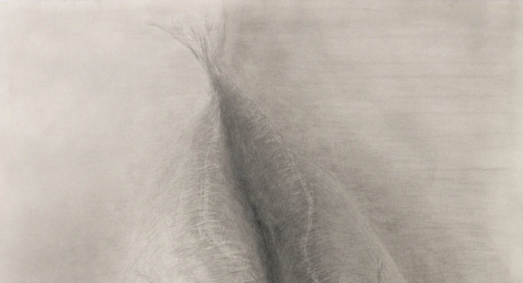Hisagemmaの描いたアジのデッサン