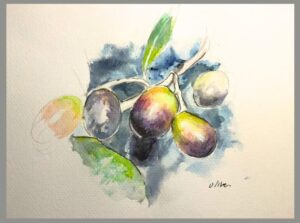 鉛筆と水彩で描いたオリーヴ