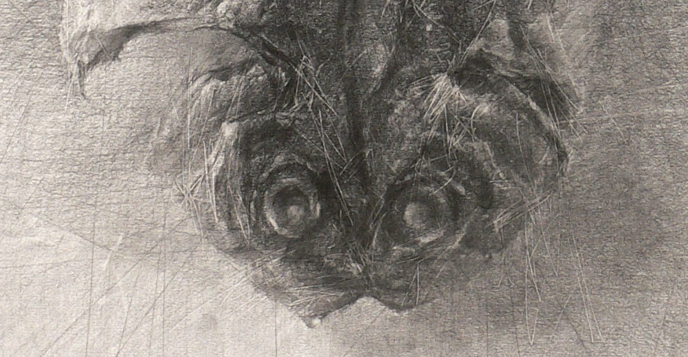 Hisagemmaの描いた魚のデッサン